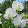 Sweet Pea "Grandiflora" High Scent, 1,000 Seeds