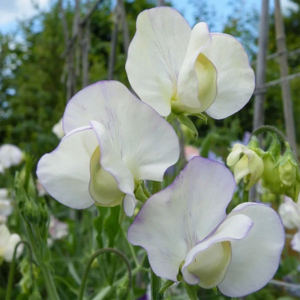 Sweet Pea "Grandiflora" High Scent, 1,000 Seeds