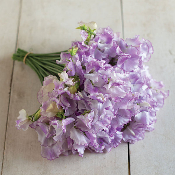 Sweet Pea "Spencer" Pulsar, 500 Seeds