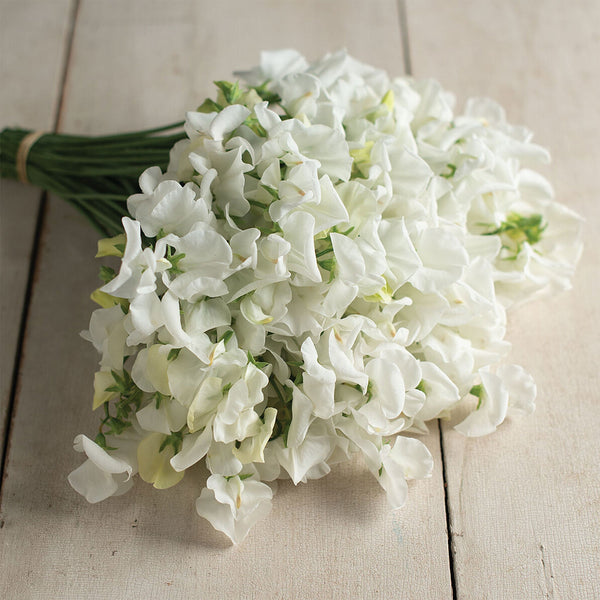 Sweet Pea "Spencer" Royal Wedding, 600 Seeds