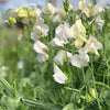 Sweet Pea "Spencer" Royal Wedding, 600 Seeds