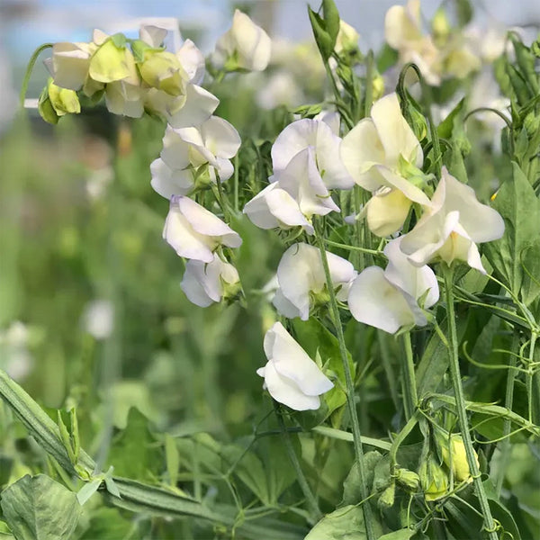 Sweet Pea "Spencer" Royal Wedding, 600 Seeds