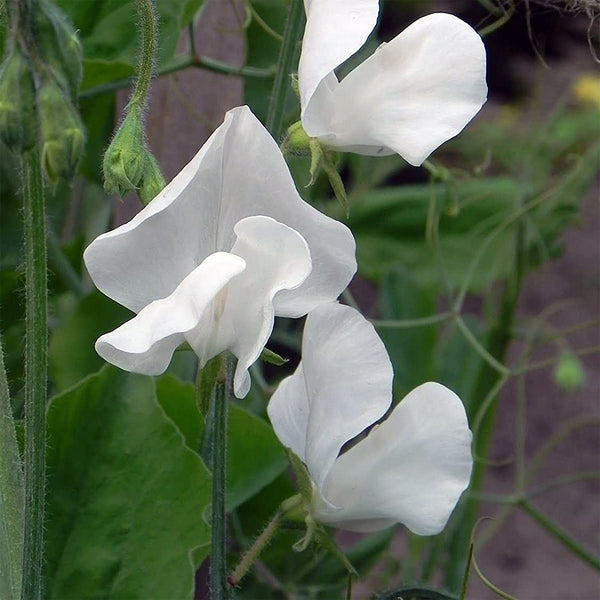Sweet Pea "Spencer" Royal Wedding, 5 Seeds