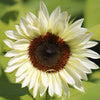 Sunflower "ProCut" White Nite, 15 Seeds