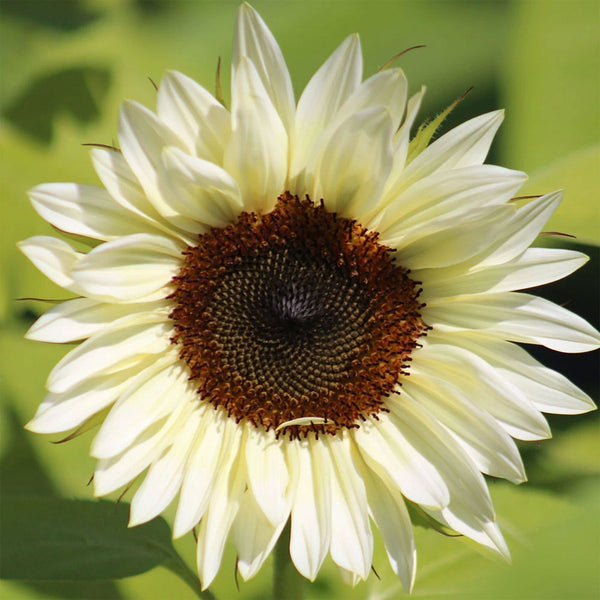Sunflower "ProCut" White Nite, 15 Seeds