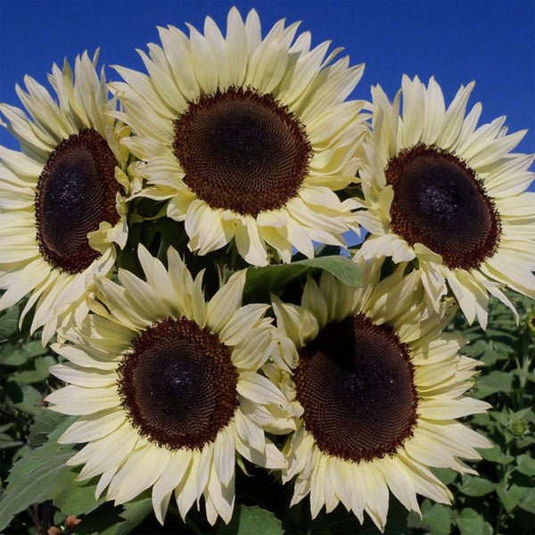 Sunflower "ProCut" White Nite, 15 Seeds