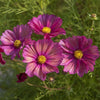 Cosmos "Xsenia", 10 Seeds
