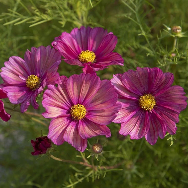 Cosmos "Xsenia", 10 Seeds