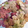 Yarrow "Summer Pastels" Mix, 1,000 Seeds