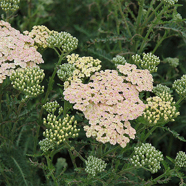 Yarrow "Summer Pastels" Mix, 1,000 Seeds