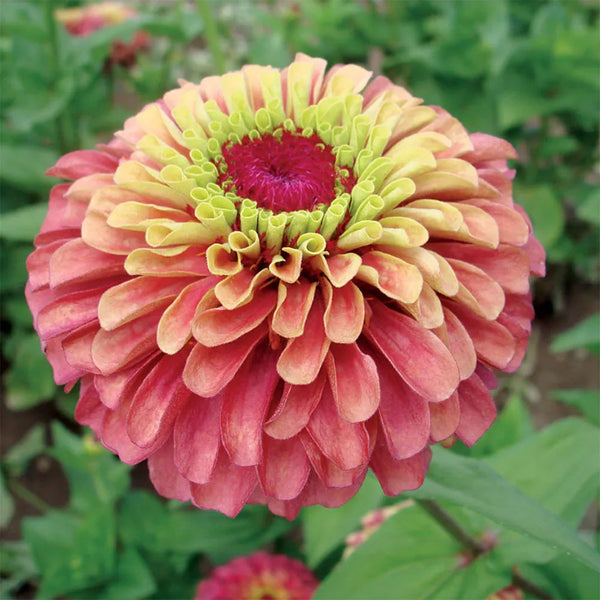 Zinnia "Queen Red Lime", 5 Seeds