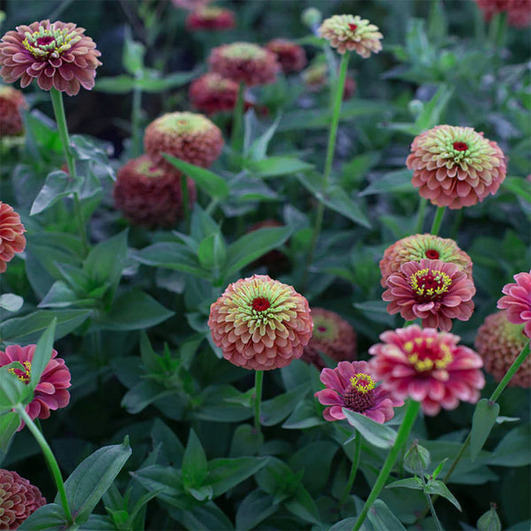 Zinnia "Queen Red Lime", 20 Seeds