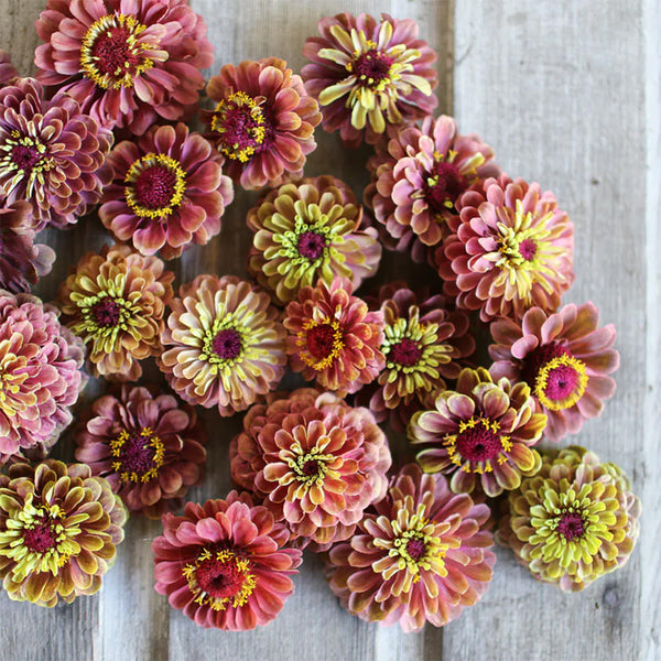Zinnia "Queen Red Lime", 5 Seeds