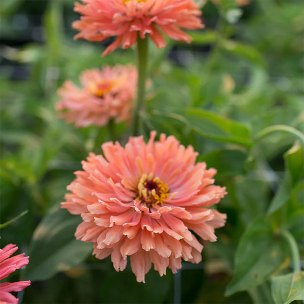 Zinnia "Senora", 25 Seeds