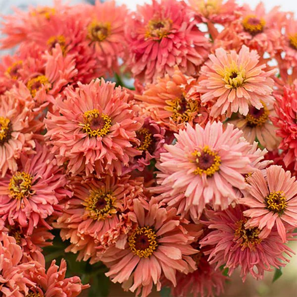 Zinnia "Senora", 25 Seeds