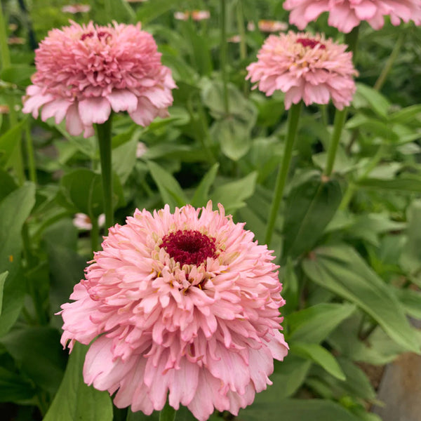 Zinnia "Zinderella Lilac", 400 Seeds