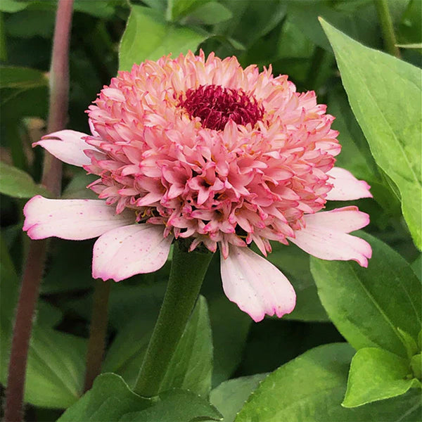 Zinnia "Zinderella Lilac", 5 Seeds