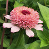 Zinnia "Zinderella Lilac", 400 Seeds
