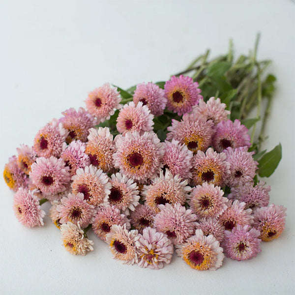Zinnia "Zinderella Lilac", 5 Seeds