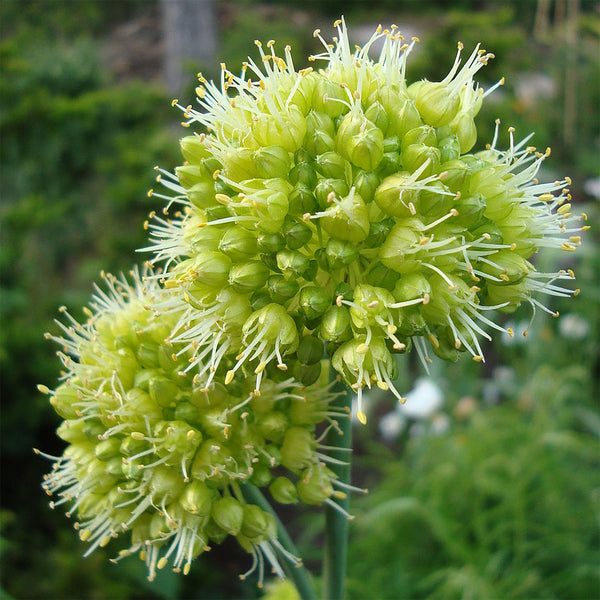 Allium "Obliquum", 10 Seeds