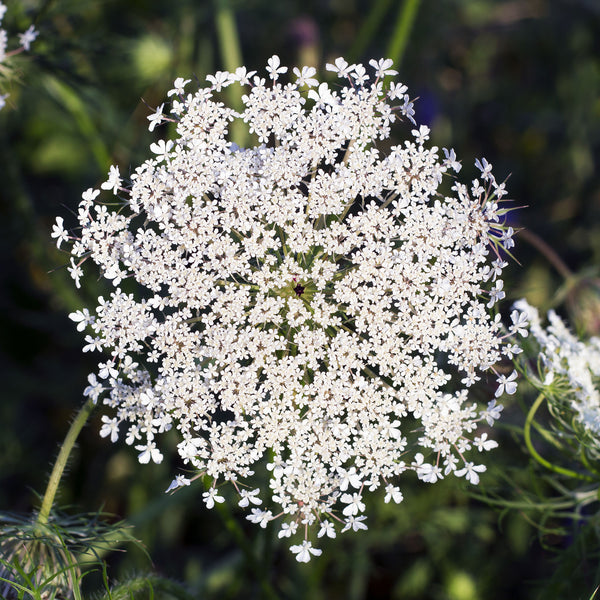 Ammi "White Dill", 100 Seeds