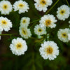 Feverfew Matricaria "Tetra White", 100 Seeds