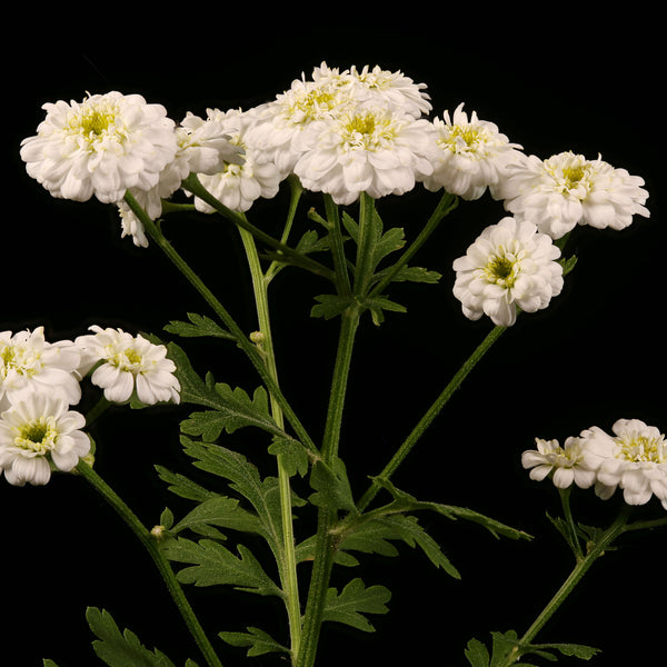 Feverfew Matricaria "Tetra White", 100 Seeds