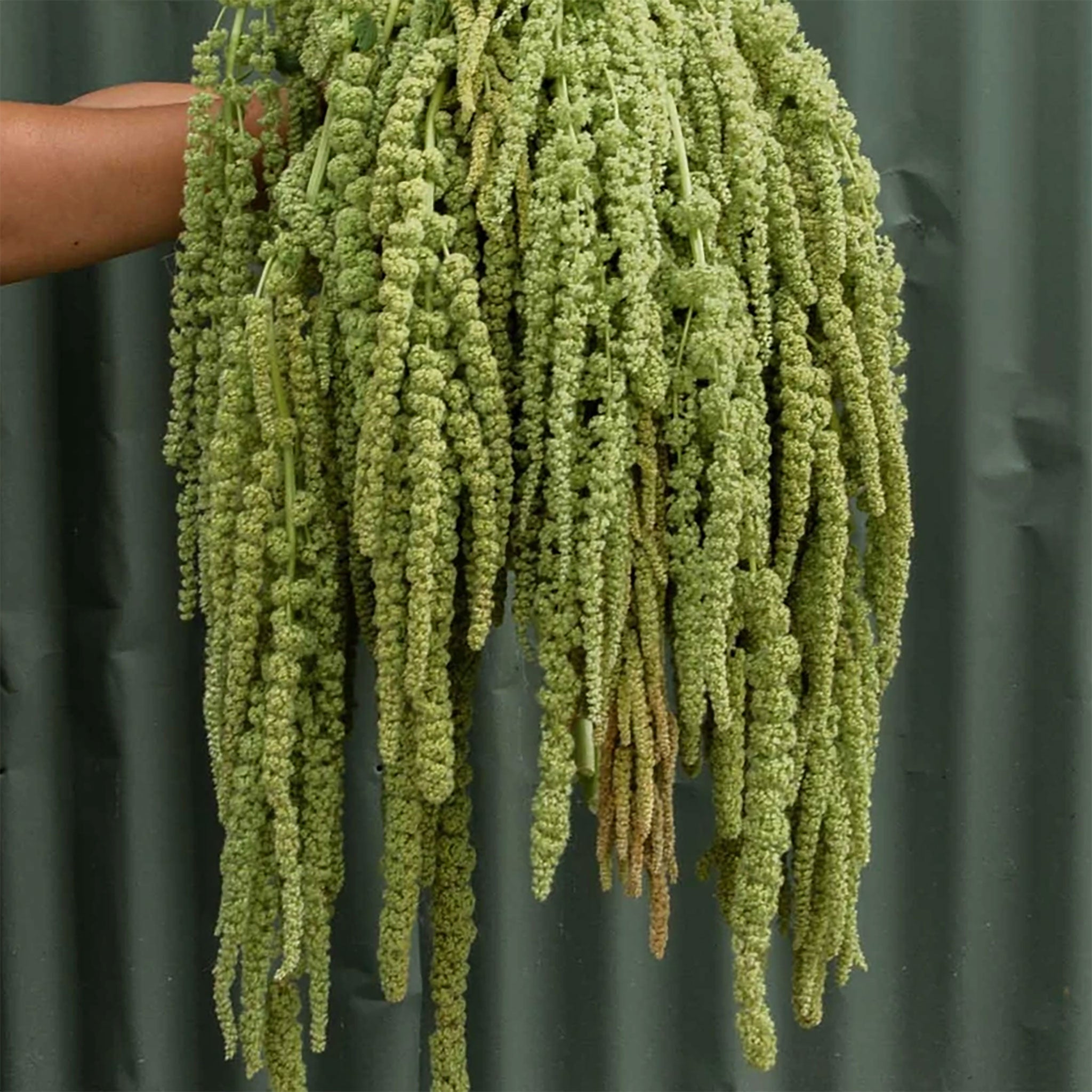 Amaranthus 