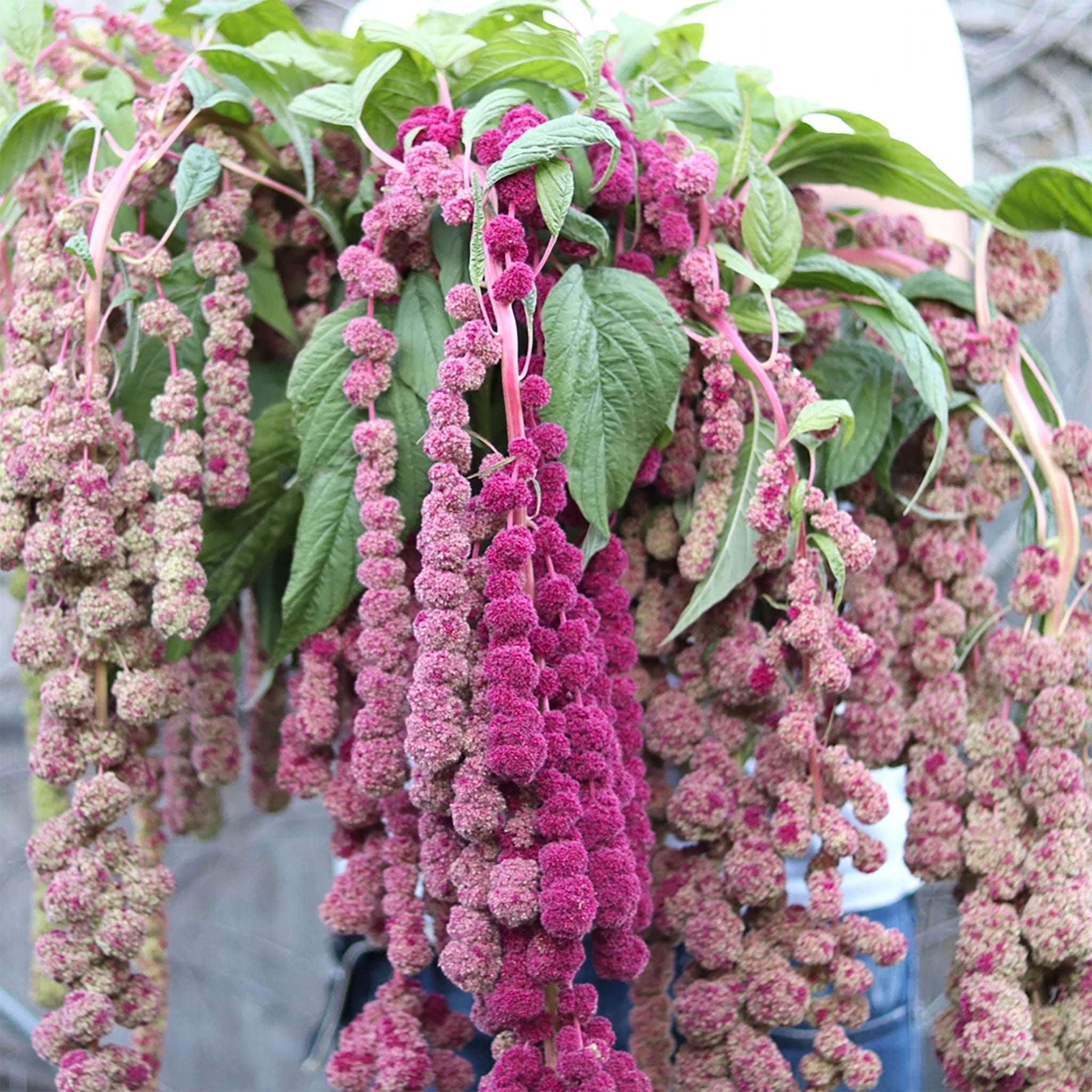 Amaranthus 