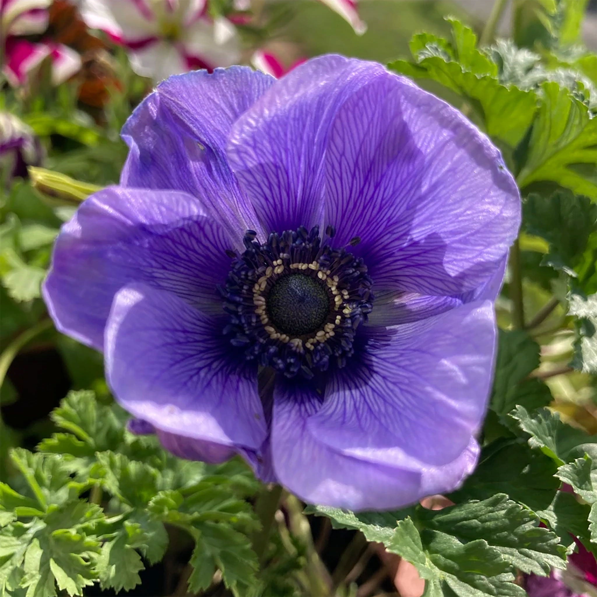 Anemone 