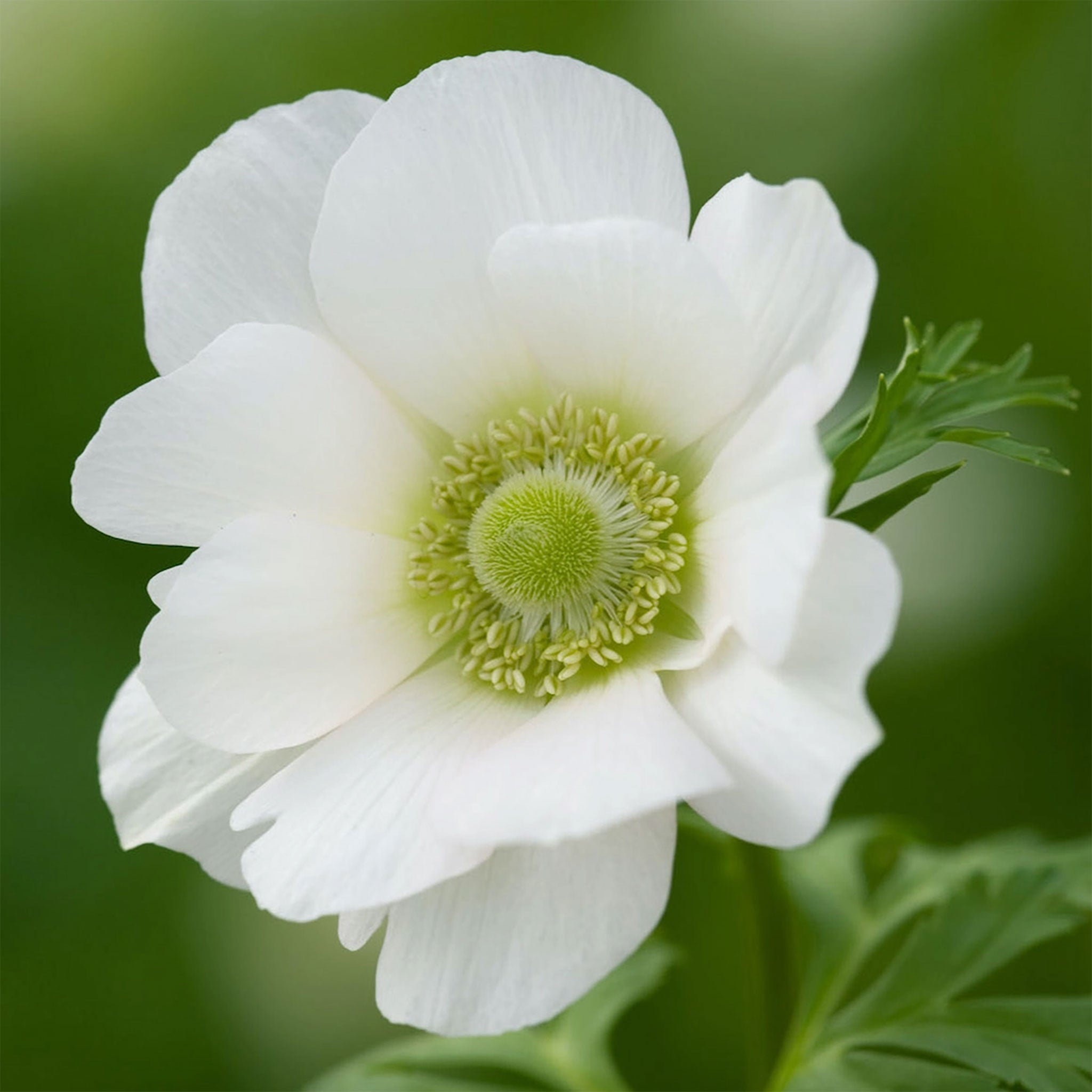 Anemone 