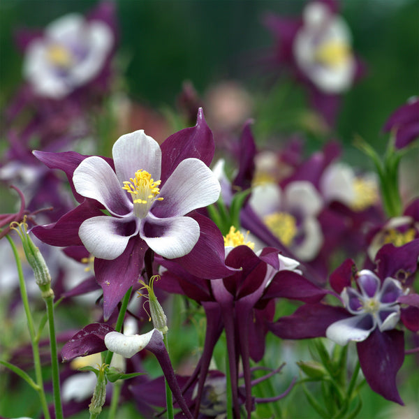 Columbine Swan "Aquilegia" Lavender F1, 10 Seeds