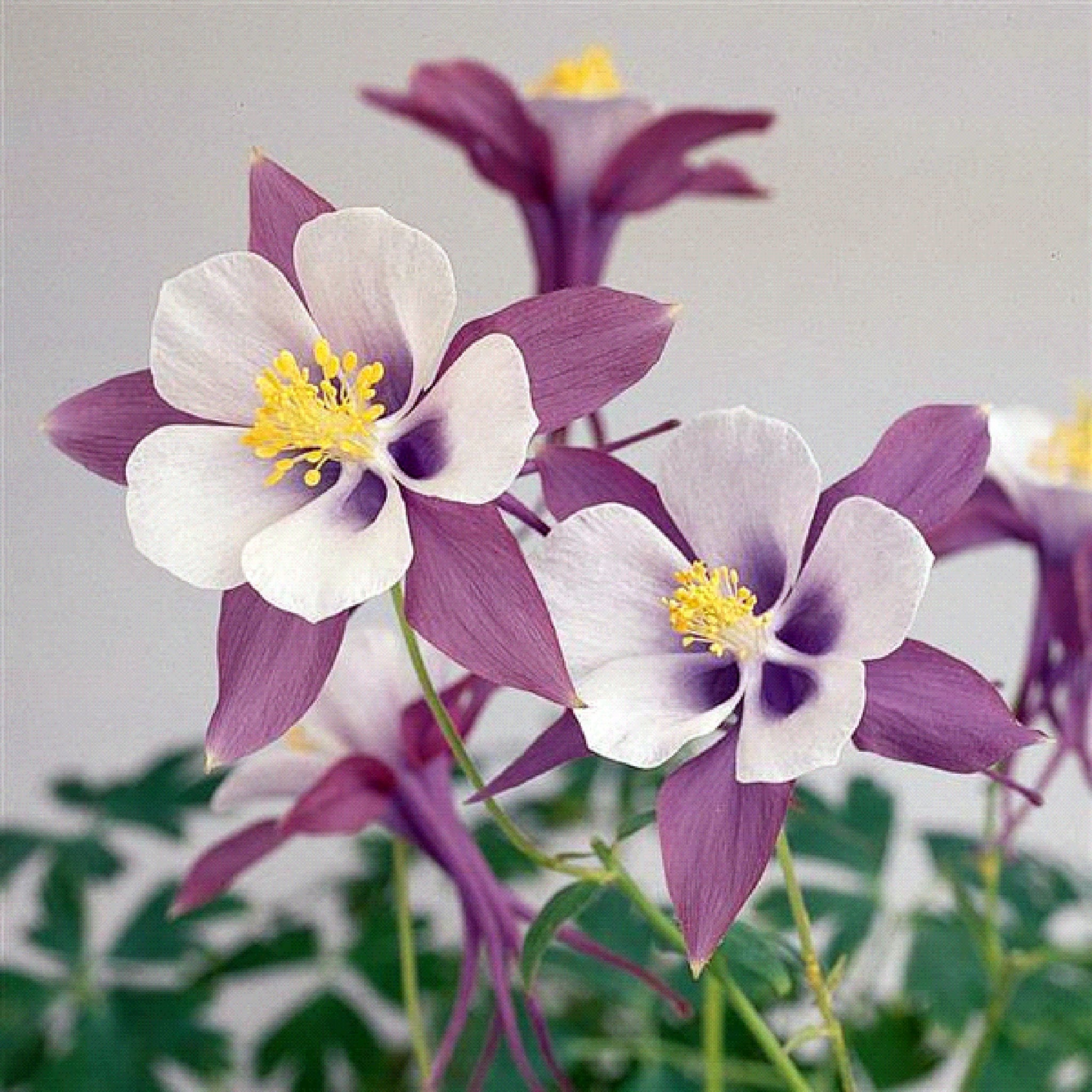 Columbine Swan 