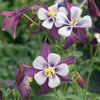 Columbine Swan "Aquilegia" Lavender F1, 10 Seeds