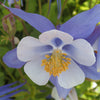 Columbine Swan "Aquilegia" Blue and White F1, 10 Seeds