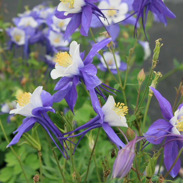 Columbine Swan "Aquilegia" Blue and White F1, 10 Seeds