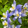 Columbine Swan "Aquilegia" Blue and White F1, 10 Seeds