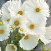 Cosmos "Cupcake" White, 25 Seeds