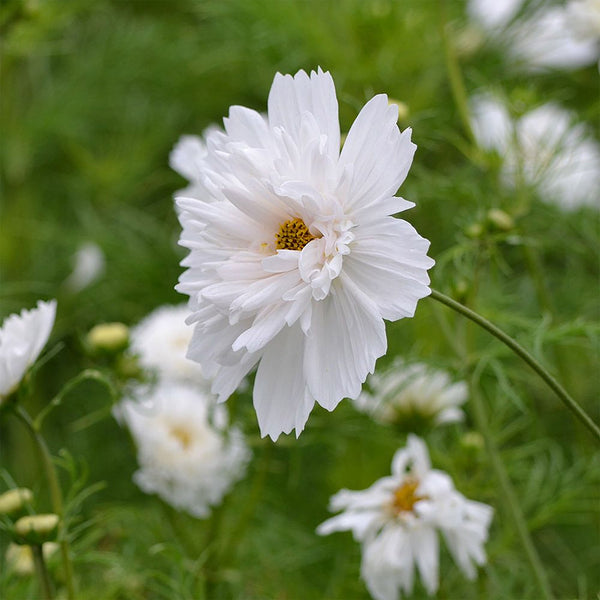 Cosmos "Double Click" Snow Puff, 25 Seeds