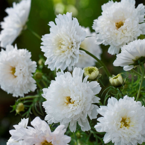 Cosmos "Double Click" Snow Puff, 25 Seeds