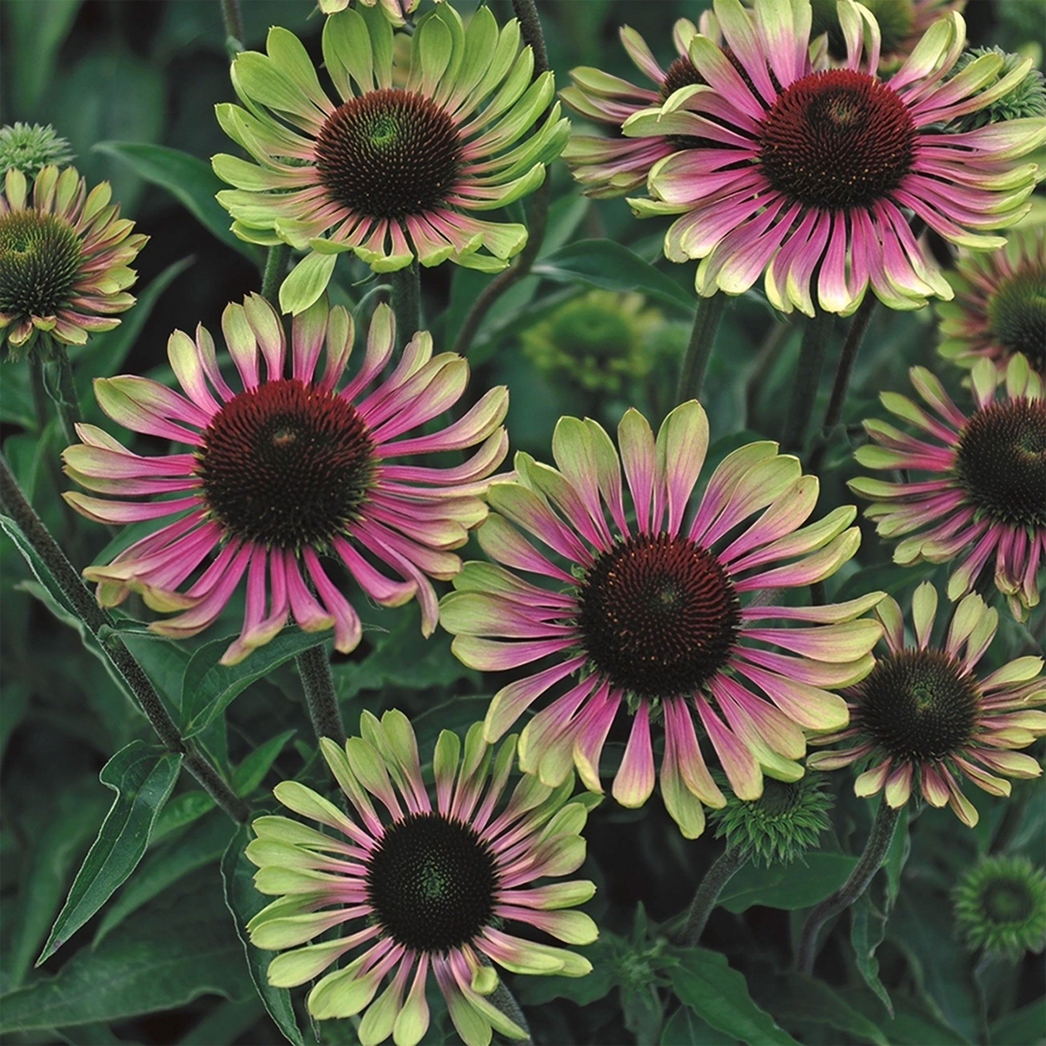 Echinacea 