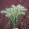 Ornamental Grass Seed "Feathertop", 25 Seeds