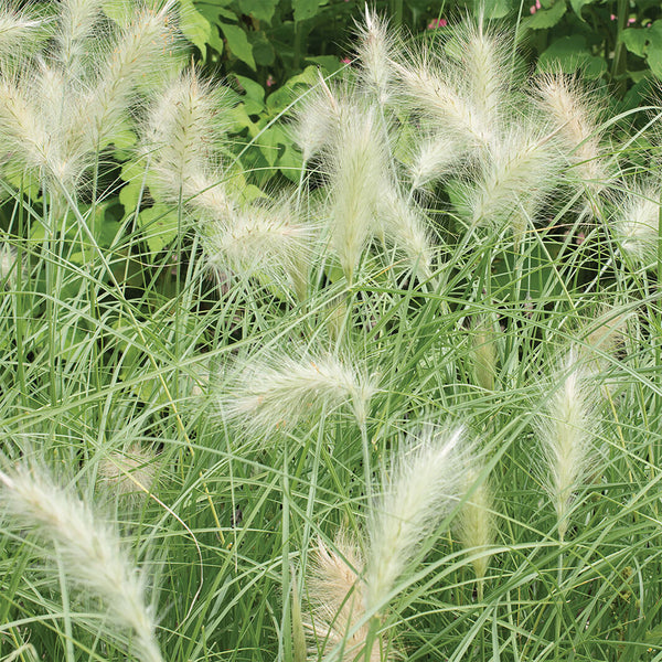Ornamental Grass Seed "Feathertop", 25 Seeds