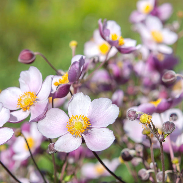 Anemone "Japonica", 10 Seeds