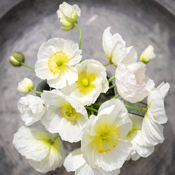 Poppy "Champagne Bubbles White", 15 Seeds