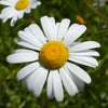 Shasta Daisy "Brightside", 100 Seeds