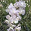 Sweet Pea "Grandiflora" High Scent, 20 Seeds