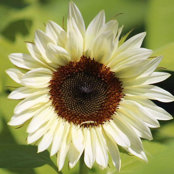 Sunflower "ProCut" White Nite, 1,000 Seeds Bulk Packaging